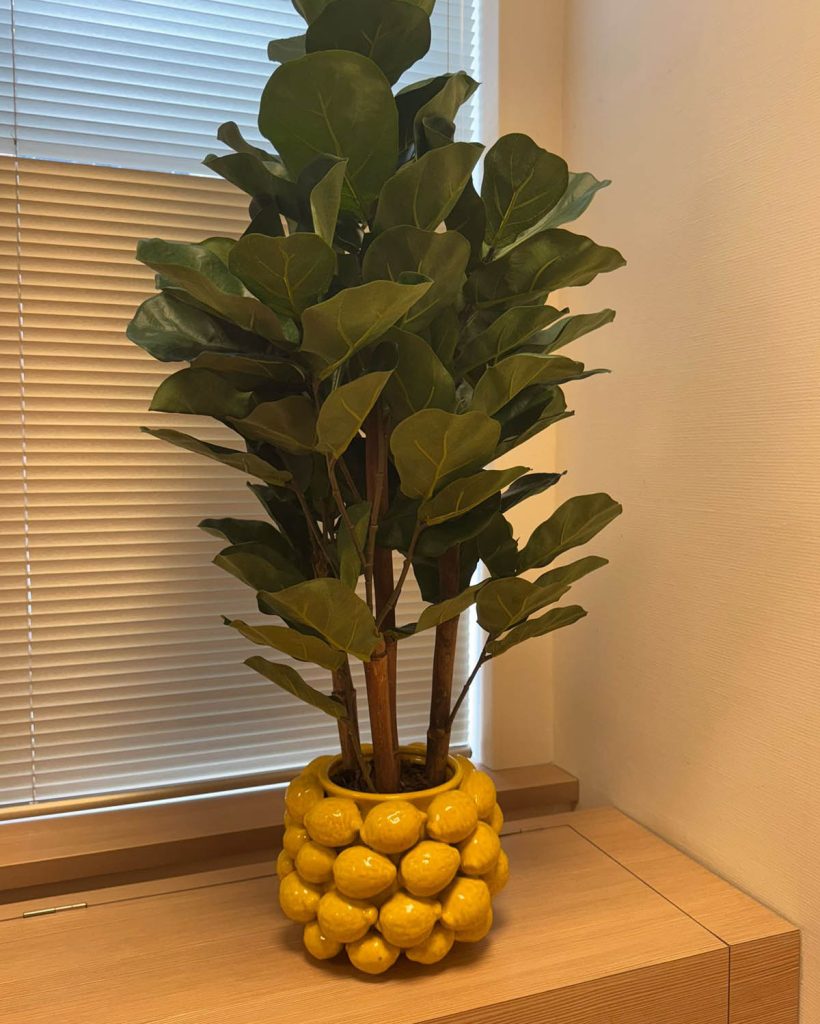 Huisarts Dool - plant